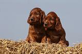 SETTER IRLANDAIS 118
